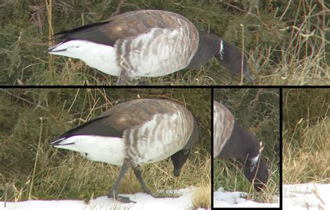 gray bellied brant composition showing  incomplete neck flickr