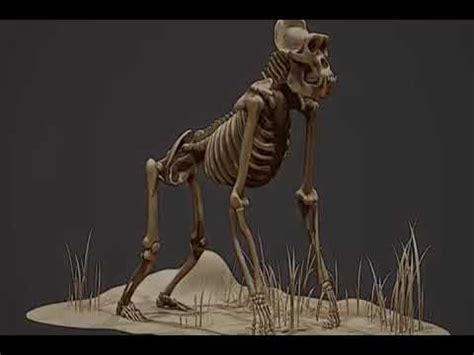 amazing giant human skeletons   youtube