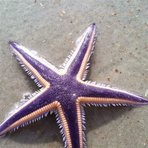 animal  day royal starfish