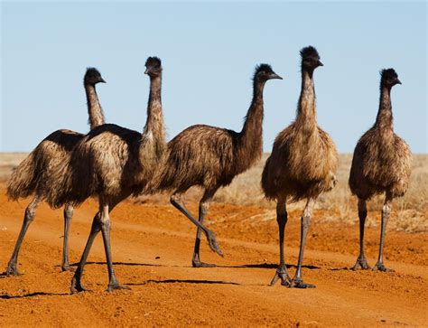 Emu Style Birds Have Abandoned Flight Six Times New Scientist