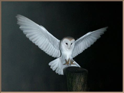 archived upcoming images   day owl wings barn owl animals