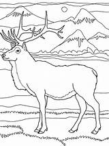 Coloring Elk Rocky Mountain Mountains Pages Drawing Pencil Drawings Color 17kb 800px Deer Getdrawings Popular sketch template