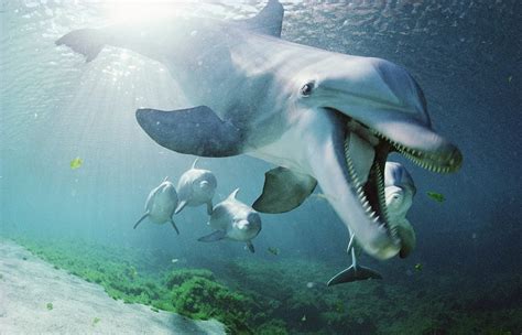 dolfijnen zwemmen onder water hd wallpapers