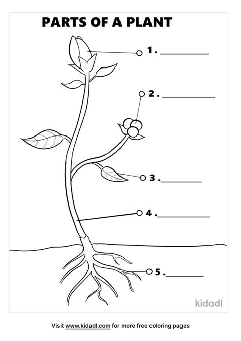 plant coloring pages science coloring pages gateway science museum