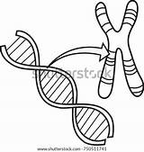 Chromosome sketch template