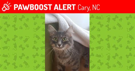 Lost Female Cat In Cary Nc 27513 Named Libby Id 4647014