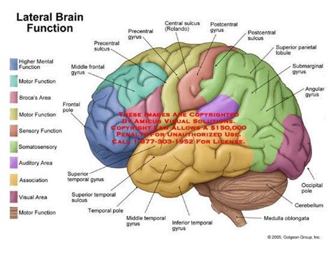 side view  brain labeled   lateral view  brain  functional areas labeled brain