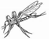 Mosquito Komar Kolorowanki Animal Dzieci Bestcoloringpagesforkids Bestofcoloring sketch template