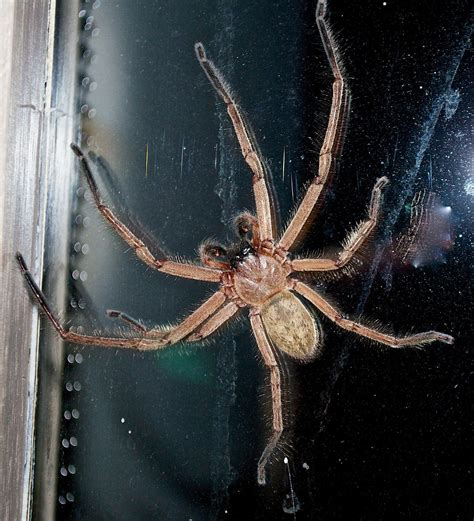 Huntsman Spider In Our Room At Apollo Bay Vic Australia Spiders In