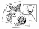 Colouring Minibeast Sheets Print Classroom Use sketch template
