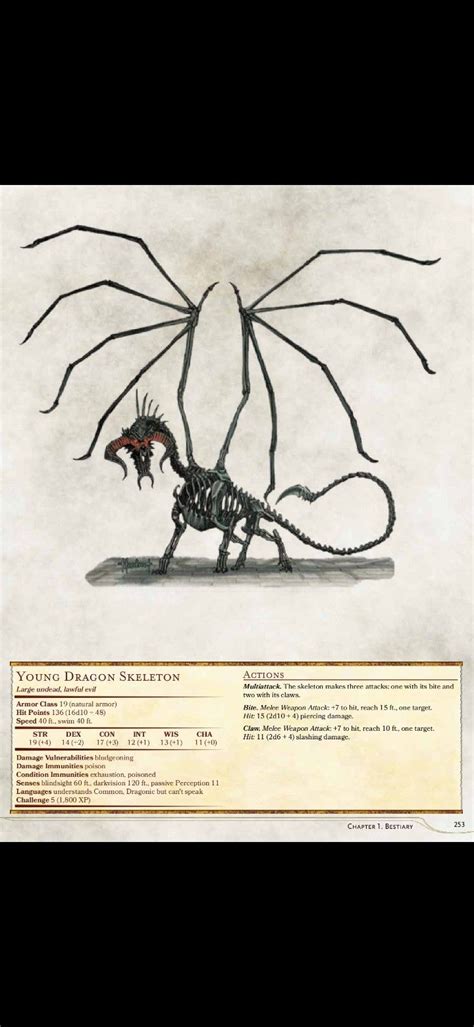 young dragon skeleton dnd dragons dd dungeons  dragons dungeons  dragons rules