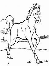 Cavalli Konji Bojanke Disegni Crtež Konja Bojanje Zivotinje Colorare Crtezi Bambini četiri Djecu Printanje sketch template