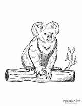 Koala Cute Px sketch template