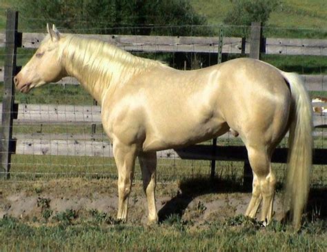 horses cremello stallion   love  horses pinterest
