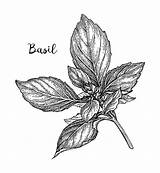 Basil Basilico Skizze Inchiostro Schizzo Botanische Drawn Lokalisierte Herb Lokalisiert Illustrazioni sketch template