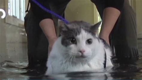 Fat Cat Underwater Treadmill Workout Cnn Video