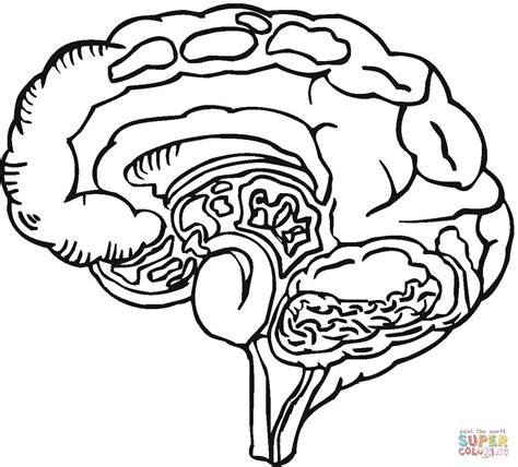 printable brain coloring sheet  coloring pages  kids  adult