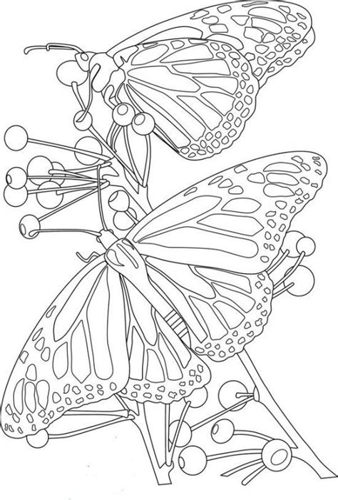 flowers  butterflies coloring pages picture   picture