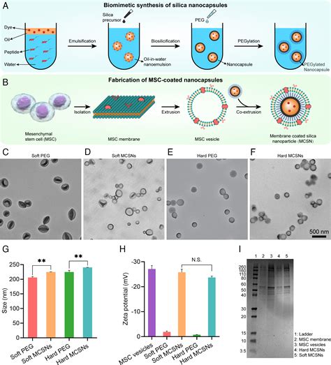 nanoparticle elasticity regulates  formation  cell membrane coated