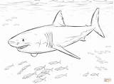 Shark Coloring Mako Pages Great Getcolorings Printable sketch template