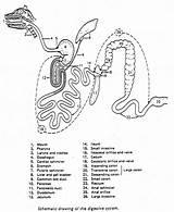 Digestive System Coloring Human Worksheet Drawing Pages Colouring Grade Getdrawings Pdf sketch template