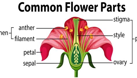 diagram   parts   flower sciencing