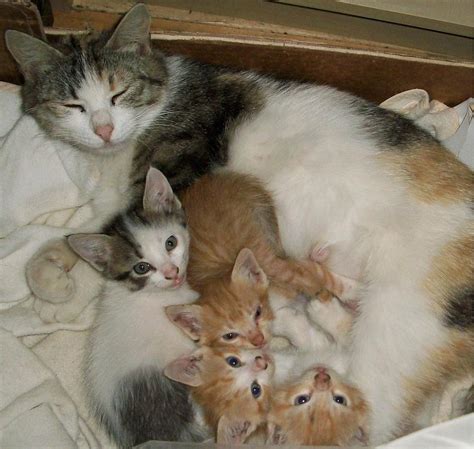 cat family photograph  kyle tenner