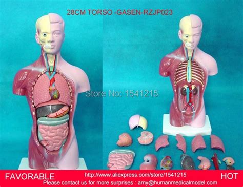 Human Torso Model Famale Male Torso With Internal Organs Anatomical