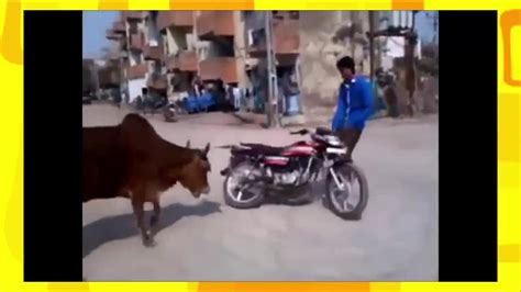 Funny Video Prank Video Whatsapp Funny And Pranks Of Cow And Man Youtube