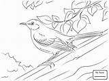 Coloring Mississippi Pages Mockingbird Northern River Awesome Printable Getdrawings Getcolorings Kids Choose Board sketch template