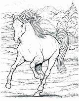 Coloring Pages Galloping Horse Getcolorings Horses Getdrawings sketch template