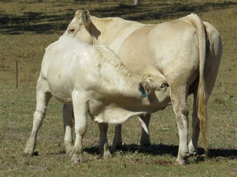 Charbray And Charbray Infused Prime And Store Cattle Sale
