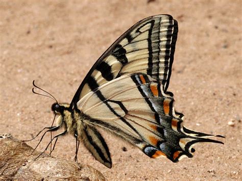 canadian tiger swallowtail wisconsinbutterfliesorg