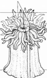Sponges Cnidarian Cnidarians Ctenophores Porifera Junction Biology Biologyjunction sketch template