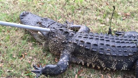 gator trappers decide if alligator lives or dies