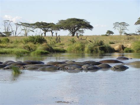 part   hippo hunting guide hunting guide hippo habitats
