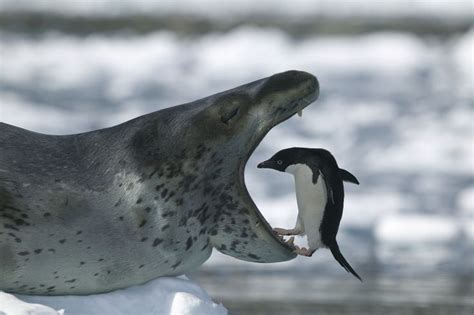 fascinating facts   cute  deadly leopard seal