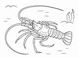 Lobster Langosta Hummer Aragosta Homard Mediterranean Crustacean Europea Ausmalbild Mittelmeer Lobsters Langouste Supercoloring Crostacei Bogavante sketch template