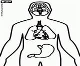 Cerebro Corpo Pulmones Umano Principales órganos Corazón Estómago Organi Huesos Lichaam Menselijk Organen Esqueleto sketch template