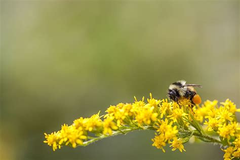 hd wallpaper bee bumble bee insect nature yellow buzz bug sting