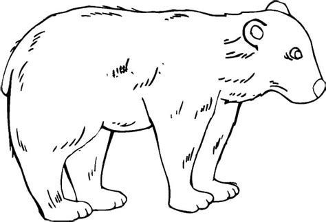 brown bear coloring pages  kids  place  color
