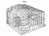 Cage sketch template