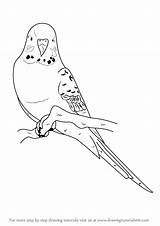 Budgie Drawing Draw Blue Bird Step Birds Drawings Parrot Drawingtutorials101 Learn Clipart Easy Coloring Pages Parakeet Tutorials Wellensittiche Parakeets Parrots sketch template
