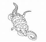 Anaconda Crocodile sketch template