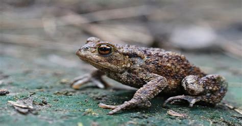 common toads learn  nature