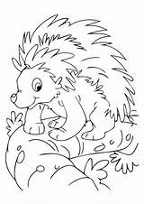 Nocturnal Animals Coloring Porcupine Pages Preschool Colouring Printable Kids Animal Comments Sheets Choose Board sketch template