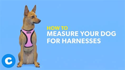 measure  dog   harness chewy youtube