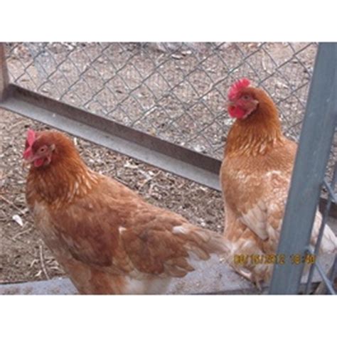 Black sex link chicken aggressive