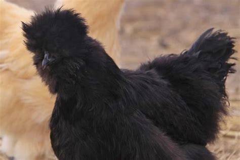 Black Silkie Bantams Bantam Chicks Online Cackle Hatchery