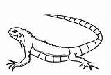 Iguana sketch template